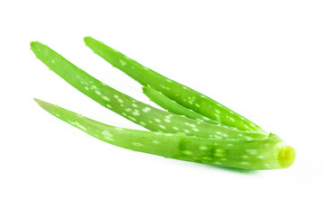 Slice Aloe Vera (Aloe barbadensis Mill.,Star cactus, Aloe, Aloin, Jafferabad or Barbados) a very useful herbal medicine for skin care 