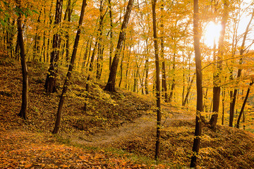 Golden autumn forest with a path among the trees