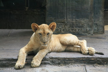 Obraz premium female lion