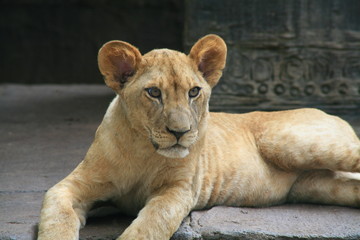 Fototapeta premium female lion