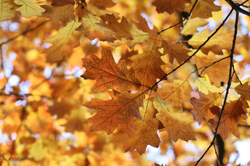 Fototapeta na wymiar Beautiful autumn branch