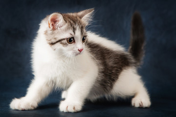 Portrait of Scottish Straight cat on dark blue background