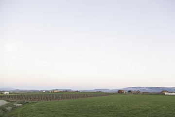 Fototapeta na wymiar Dry landscape vineyards