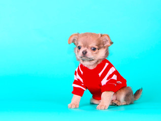 Little puppy on a turquoise background. Portrait of Chihuahua. Beautiful dog in a red jacket. Cute pet.