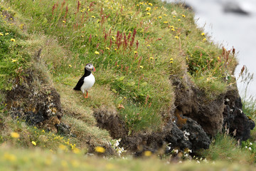 Puffin on the cliff in Iceland.