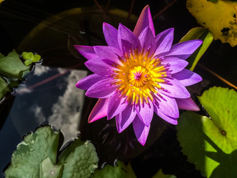 Violet Lotus Flower / Mobile photography
