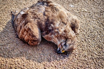A dead buzzard crushed on the road