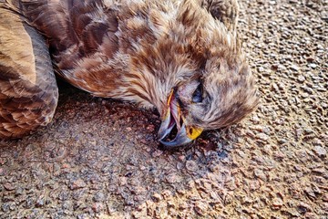 A dead buzzard crushed on the road