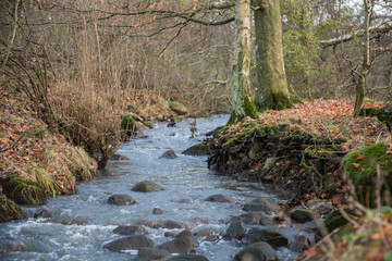 Vattendrag rinner genom naturreservat från damm med dagvatten