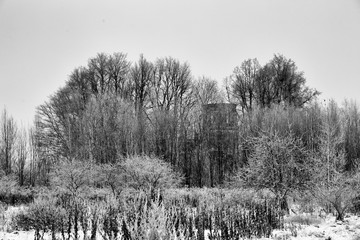 Ortodox church ruins in clump of trees