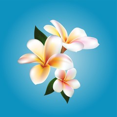 Plumeria. Vector flower