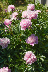 Blooming peony bush
