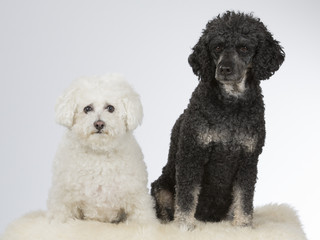 Best friends. Two dogs are posing in a studio. Dog breeds are poodle and bichon frise. 