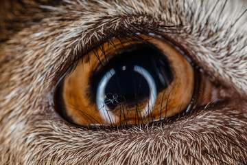 Глаз козы крупным планом