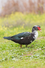 Muscovy duck