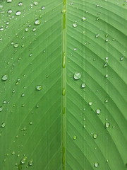 green Leaf texture with water drops