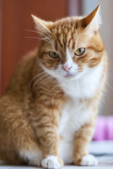 portrait ginger cat 