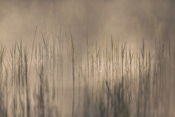 Field of reed in the morning backlight