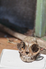 Cat Skull