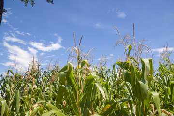 Green corn field with a bright blue sky.