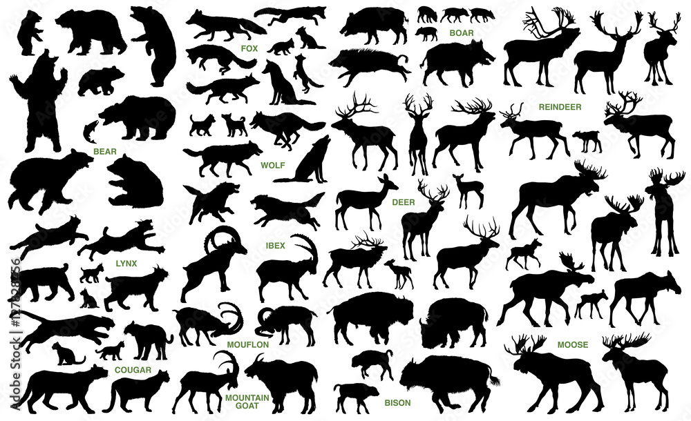 Wall mural big mammals of the northern lands vector silhouettes collection