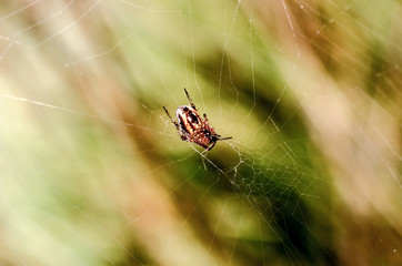 This image  closeup the spider in the garden