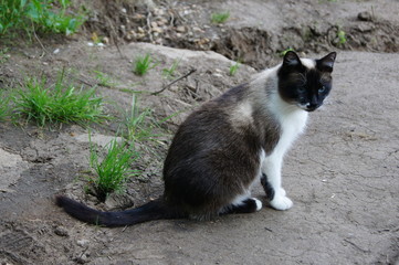 village cat 