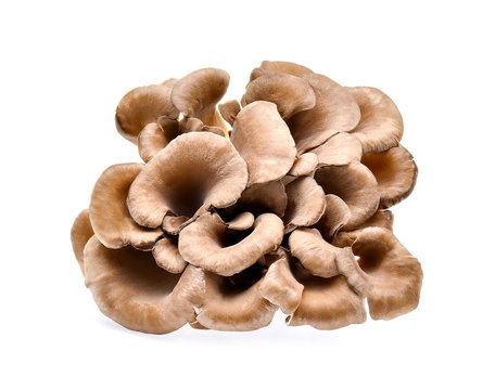 Composite of hen of the woods, or maitake mushrooms on white bac