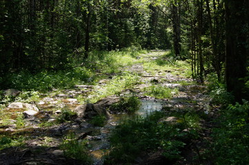 mountain stream in the forest