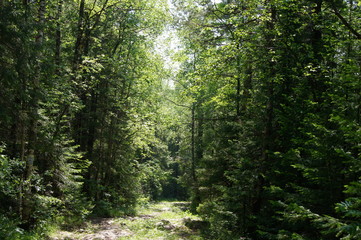  path in the forest