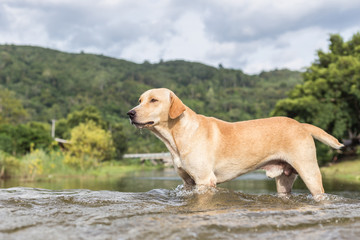 A brown dog walking over river in Kiriwong village, Thailand