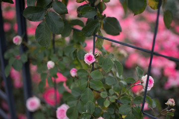 PInk rose in the garden