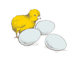 egg and chicken