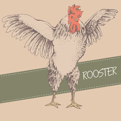 front rooster sketch