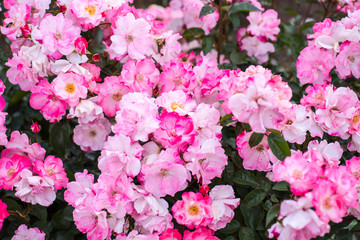 PInk rose in the garden