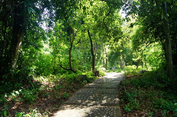 Fototapeta premium footpath in the forest