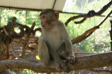 monkey sitting on a branch