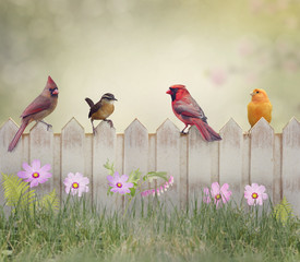 Fototapety  Birds on the Fence