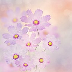 Fototapeta na wymiar Purple Cosmos Flowers