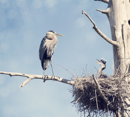 Great Blue Herons in the Nest