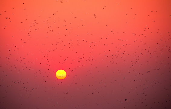 Autumn birds flying against red sunset. Birds flock against sunset