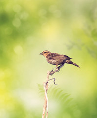 Brown Bird Perches on a Branch