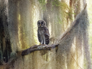 Barred Owlet Perches on a Branch