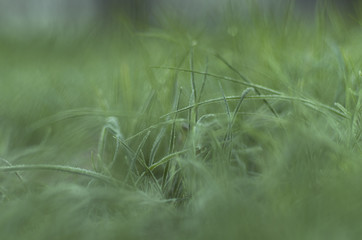 Deeply in the green frozen grass on the lawn in october park