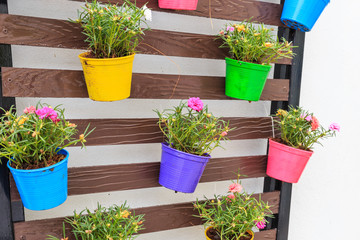 Portulaca oleracea in color planter box hanging on wooden wall - obrazy, fototapety, plakaty
