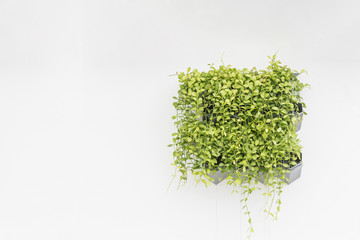 Green plant in planter box hanging on white cement wall - obrazy, fototapety, plakaty