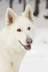Obraz na płótnie Canvas dog muzzle close-up looking