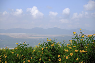 landscape with blue sky and wild flowers in the foreground