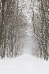 Beautiful snowfall in white forest before Christmas