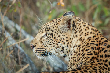 Side profile of a Leopard.
